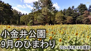 【4K】小金井公園の9月のひまわり（2024年9月14日） [upl. by Etezzil]