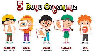 DUYU ORGANLARIMIZ5 DUYUMUZ VE ORGANLARIMIZ [upl. by Eiduam]