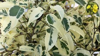 Starlight Ficus Care and Growing Tips  With all detail Discussion on Starlight Ficus Plant [upl. by Anirtruc845]