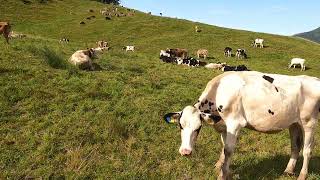 Hohenems Schuttannen 1  Hiking with Cows on Alps in Vorarlberg in Austria 4K [upl. by Aninaig]