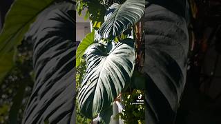 My Fuzzy Petiole Philodendron Snapped Philodendron fuzzypetiole brokenstem plants hydroponics [upl. by Htiekel983]