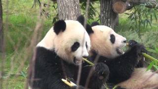 Les pandas géants Huan Huan et Yuan Zi font le show pour la première au Zooparc de Beauval [upl. by Erkan]