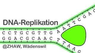 DNA Replikation [upl. by Tnelc]