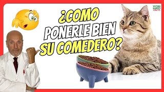 💚 ¿COMO PONER BIEN EL COMEDERO A UN GATO💚 BENEFICIOS DE LOS COMEDEROS ELEVADOS PARA GATOS [upl. by Elaval775]