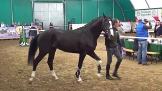 Holsteiner horse for sale MotherZita VIII Canto FatherHirtentanz Axis [upl. by Hanimay]