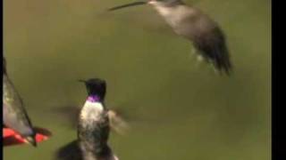 Blackchinned Hummingbird Archilochus Alexanderi [upl. by Ecinna174]