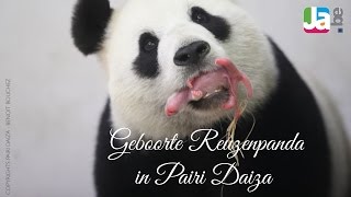 Geboorte Reuzenpanda in Pairi Daiza 2 juni [upl. by Panthea]