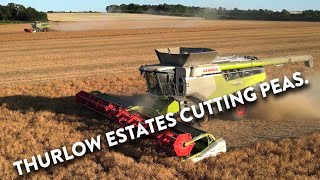 4Kᵁᴴᴰ Harvest 2024 Two of Thurlow Estate Farms Claas Lexion 8800s cutting peas again near Balsham [upl. by Labaw]