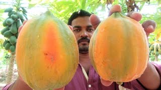 Form Fresh Papaya in My Village  My Friend Eating Papaya Fruit  VILLAGE FOOD [upl. by Adekan]