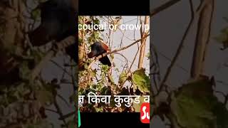 greater coucal or crow pheasant भारद्वाज किंवा कुकुड कोंबडा [upl. by Alfons468]