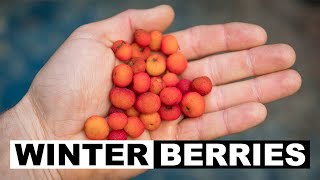 Winter Wild Edibles  Madrone Berries Arbutus menziesii [upl. by Dowlen]