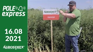 Rzepak ozimy Kwazar  POLE express Agrosimex [upl. by Cralg293]