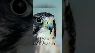 Peregrine falcon attack hindifacts viralshorts [upl. by Missak949]