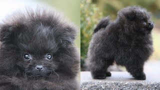 Picking up my NEW POMERANIAN PUPPY  Meet Treacle my black Pomeranian [upl. by Sucrad738]