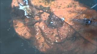 Larvae of the Chironomidae nonbiting midges chironomids in a rainwater barrel  Zuckmückenlarven [upl. by Valentijn807]