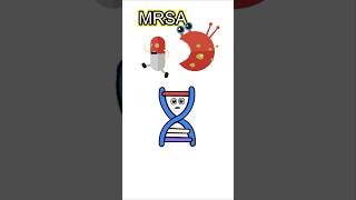 MRSA explained bacteria viaralshort H OLOGY [upl. by Leirraj]