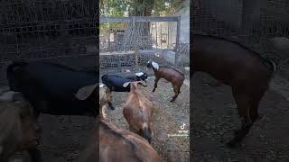 At play genetic nubians animals [upl. by Niabi828]