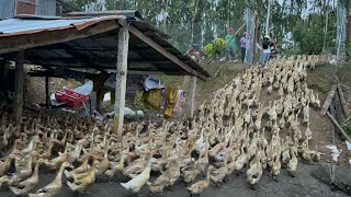 3000 ducks boarded trucks to move fields  duck farm tv [upl. by Ittam901]