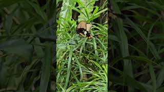 大鳳蝶Papilio agenor heronus FruhstorferTaipei Zoo [upl. by Aecila]