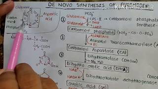 De novo synthesis of Pyrimidine [upl. by Ailes]