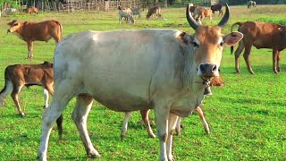 the sound of a real white longhorned cow [upl. by Danzig]