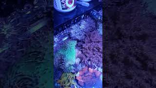 Anthelia baby shorts reeftank saltwaterfishtank nanoreef [upl. by Allene]