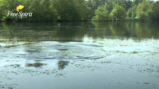 Carp Fishing  Free Spirit Big Carp Spawning [upl. by Nawoj]