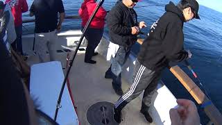 Slow Pitch Jigging for GIANT Chucklehead rockfish at the Channel Islands California [upl. by Suqram]