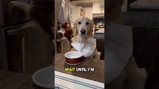 Golden Retrievers  The Most Polite Dogs Ever [upl. by Eidna]