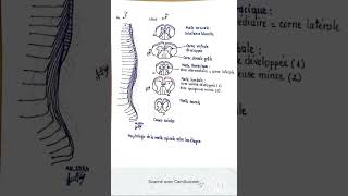 Morphologie de la moelle spinale selon les étages et les nerfs spinaux [upl. by Philander]