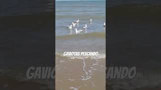 GAVIOTAS PESCANDO diversion funny animales [upl. by Ellatsyrc139]