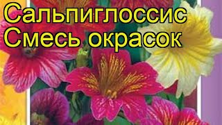 Сальпиглоссис Смесь окрасок Краткий обзор описание salpiglossis sinuata Smes okrasok [upl. by Ylram]