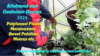 DWW Gardening 2024  Sweet Potato and Other Plants Polytunnel Maintenance [upl. by Asyen]