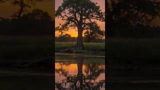 The Frog and the Mighty Tree A WisdomFilled Fable [upl. by Harim]