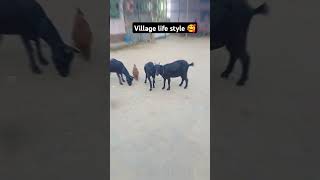 Animal lover ❤️village villagevlog villageanimals minivlog animals animallover [upl. by Okoyk]