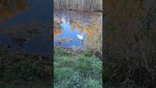 A White Swan Swims In A River Near The Reeds [upl. by Cuttie]