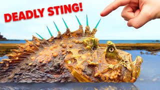 Surviving Sting of Deadliest Fish and other Venomous Animals [upl. by Enoyrt]