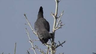 エボシドリの仲間たち TURACOS amp GO AWAY BIRDS [upl. by Eirahcaz519]