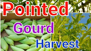 Harvesting pointed gourd potol [upl. by Anail]