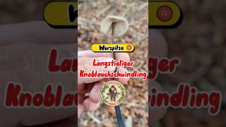 Würzpilze 🍄 Knoblauchschwindling 🍄 pilze herbst gewürze pilzesammeln [upl. by Bouzoun163]