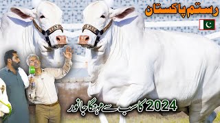 Qurbani 2024  Cow Mandi Lahore  Most Expensive Bull  Cattle Farm 2024  Discover Pakistan [upl. by Roswell969]