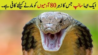 King Cobra Documentary  Facts about Largest Venomous Snake on Earth [upl. by Elbertine151]