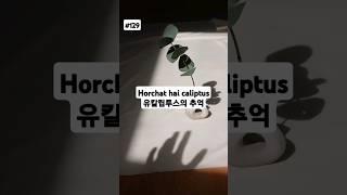 Horchat hai caliptus 유칼립투스의 추억 [upl. by Otreblig]