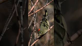 RubyCrowned Kinglet Calling Sounds [upl. by Raff691]