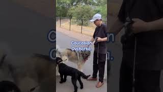 Pixie Helps a Reactive Dog Calm Down caucasianovcharka dog caucasianshepherd puppy dogtraining [upl. by Aylad758]