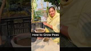 How to Grow Fresh Peas in Just 50 Days  Tips for Beginners to Grow Peas in Any Space peas organic [upl. by Arlette]