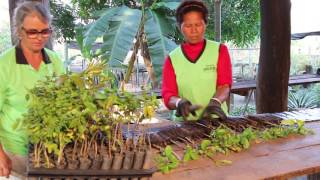 Landscape restoration in Brazil  How to prepare rolls for seedlings [upl. by Sacksen]