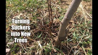 How to Turn a Suckering Peach Tree Into New Trees [upl. by Nosneh]