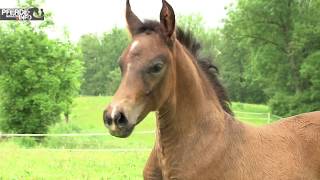 Altwürttemberger – ein schweres Warmblut [upl. by Nayab]