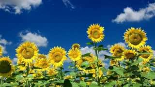 Sunflower Growing Stages  animation [upl. by Inaluiak]